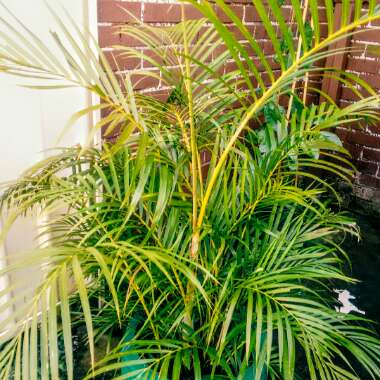 Dypsis lutescens syn. Chrysalidocarpus lutescens, Areca lutescens