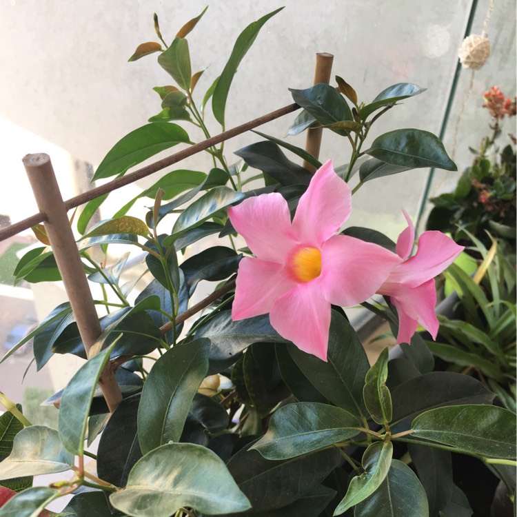 Plant image Mandevilla Sanderi syn. Dipladenia 'Scarlet Pimpernel'