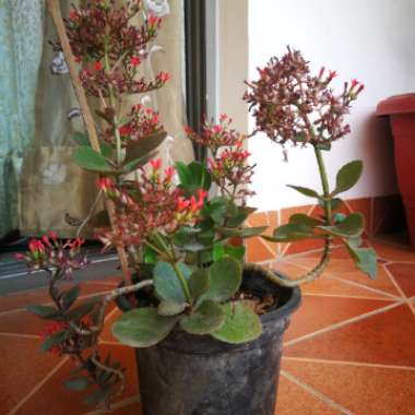 Kalanchoe blossfeldiana 'Red'