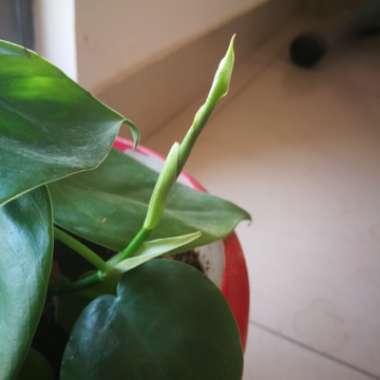 Philodendron scandens