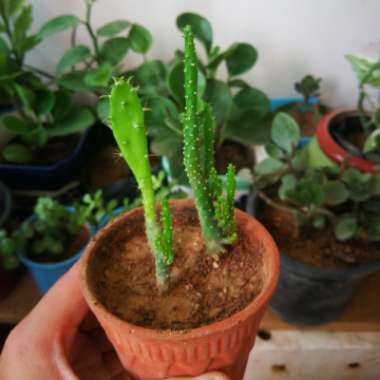 Opuntia monacantha f. monstruosa