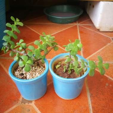 Portulacaria Afra