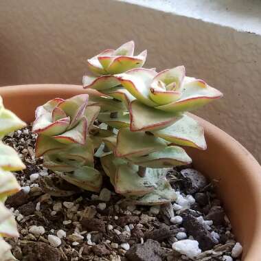 Crassula perforata 'String of Buttons'