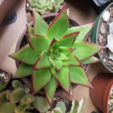 Echeveria Agavoides Red Edge