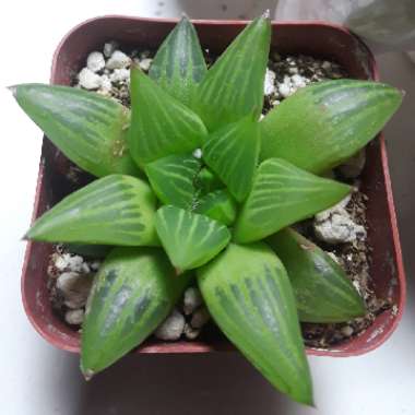 Haworthia