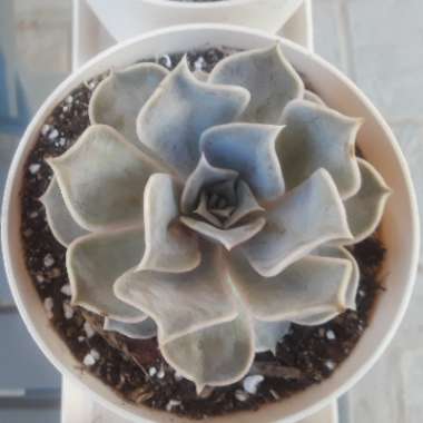 Echeveria Lilacina