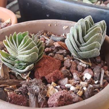 Crassula 'Buddha's Temple'