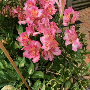 Peruvian Lily