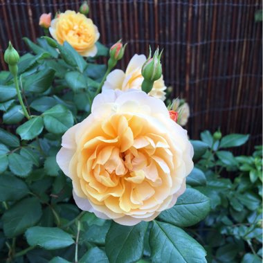 Rose 'Roald Dahl' (Shrub)