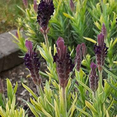 Lavender (Species) Lavender stoechas