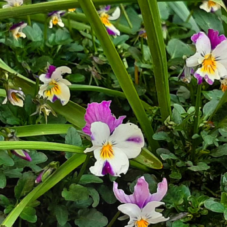 Plant image Sisyrinchium