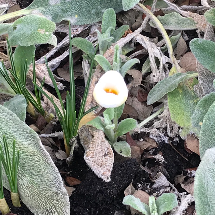 Plant image Crocus chrysanthus 'Cream Beauty'