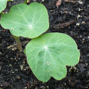 plant image 388239