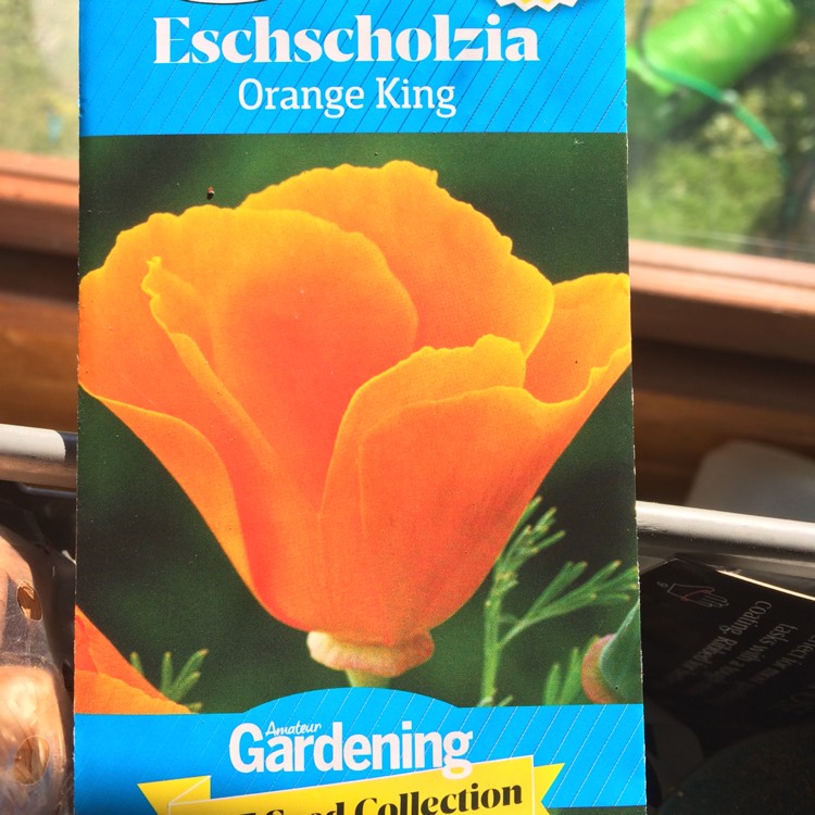 Plant image Eschscholzia californica 'Orange King'