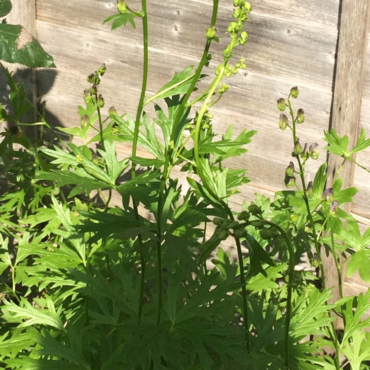 Plant image Aconitum carmichaelii 'Barkers Variety'