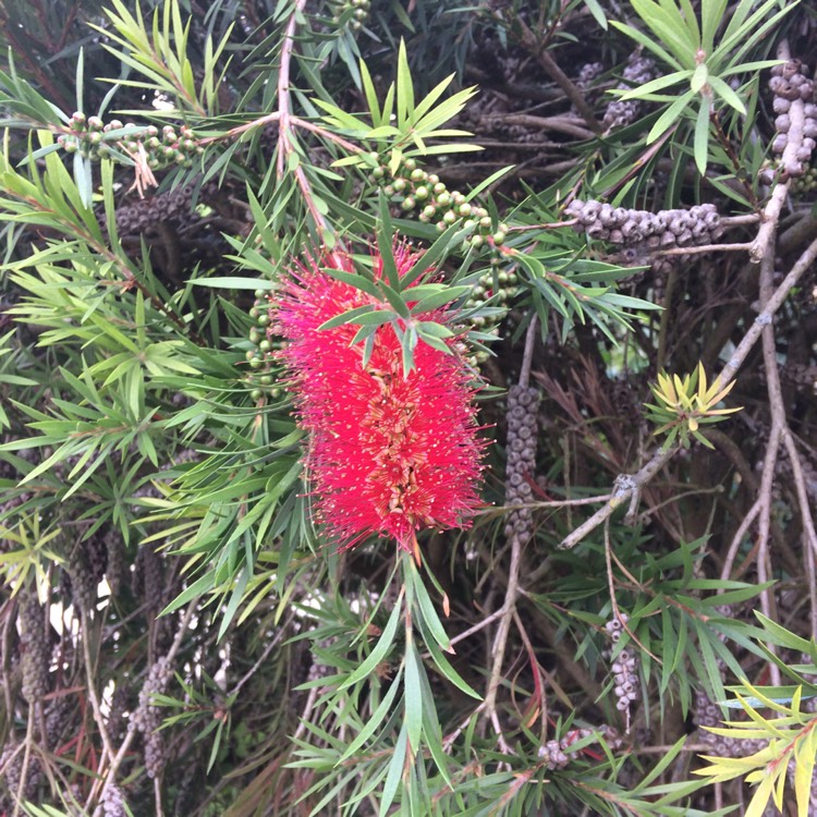 Plant image Callistemon Laevis