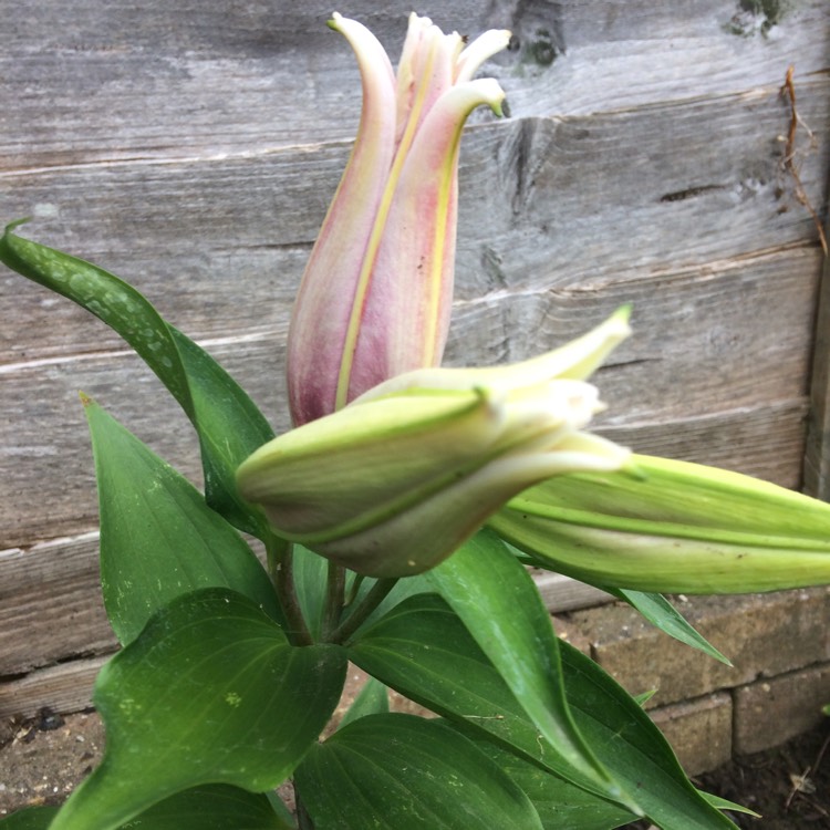 Plant image Lilium 'Starlight Express'