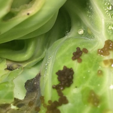 Brassica oleracea (Capitata Group)