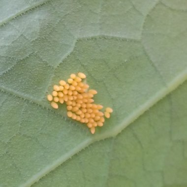 Tropaeolum majus