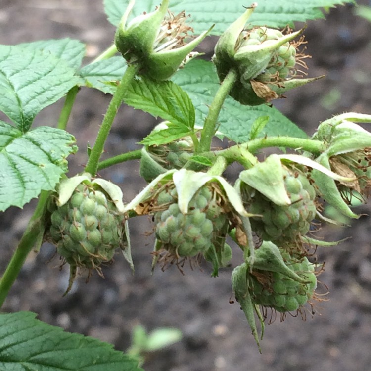 Plant image Rubus idaeus 'Glen Ample'