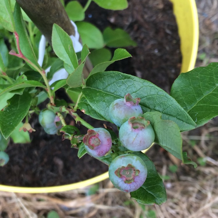 Plant image Vaccinium corymbosum 'Patriot'