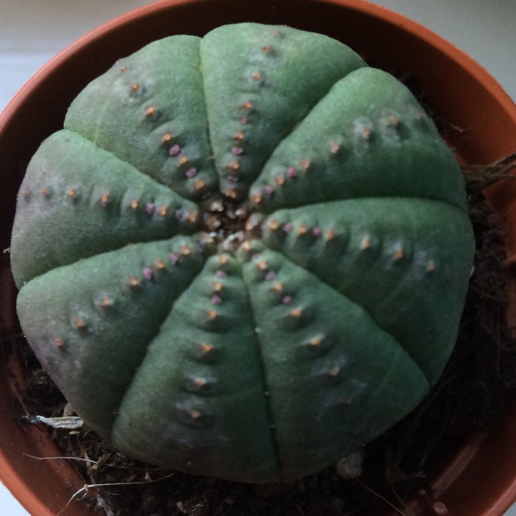 Plant image Euphorbia Obesa