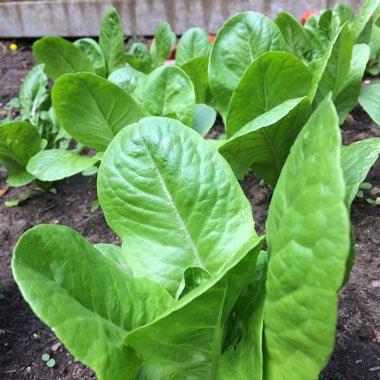 Lettuce 'Little Gem' (Cos/Romaine)