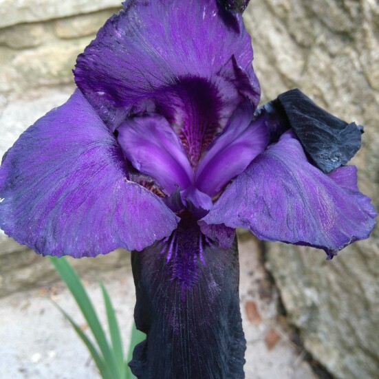 Plant image Iris x germanica 'Deep Black'