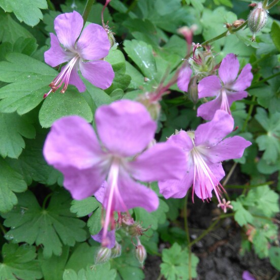 Plant image Geranium macrorrhizum 'Bevan's Variety'