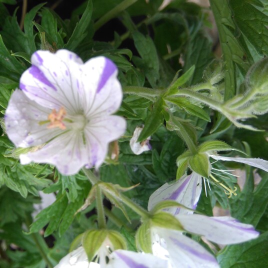 Plant image Geranium pratense 'Striatum' syn. Geranium pratense 'Splish Splash'