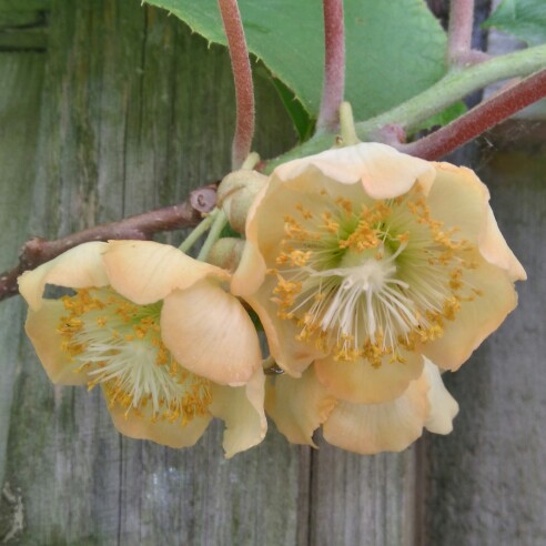 Plant image Actinidia arguta