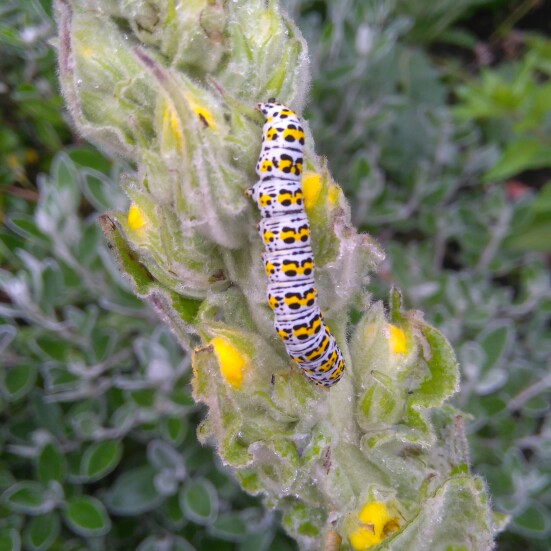 Plant image Verbascum thapsus