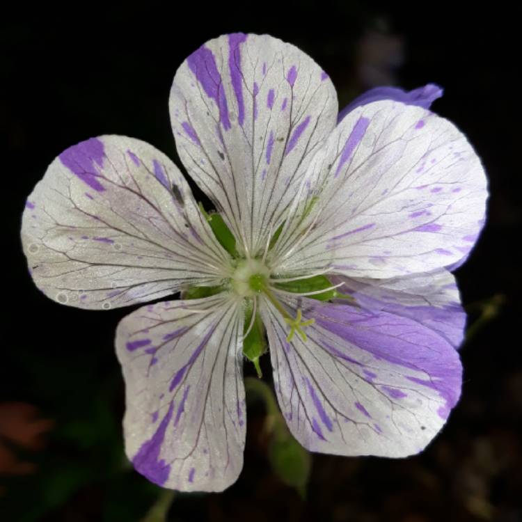 Plant image Geranium pratense 'Striatum' syn. Geranium pratense 'Splish Splash'