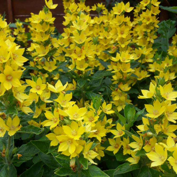 Plant image Lysimachia vulgaris