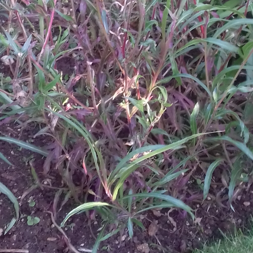 Plant image Oenothera Stricta Sulphurea