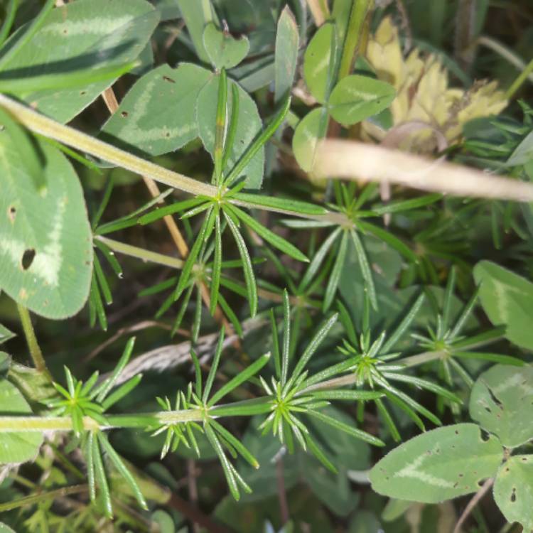 Plant image Galium Verum