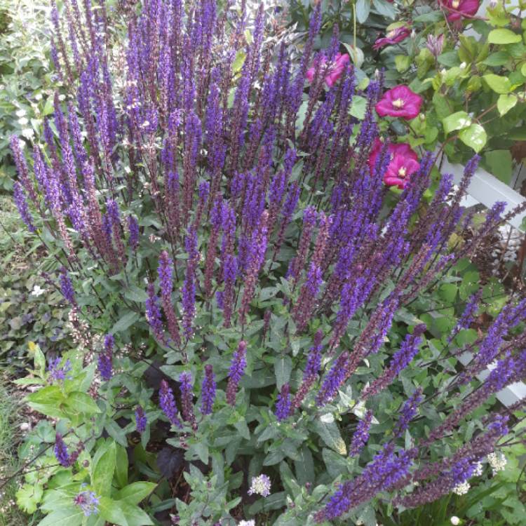 Plant image Salvia x sylvestris 'Blauhugel' syn. Salvia nemorosa 'Blue Mound', Salvia nemorosa 'Blauhugel', Salvia 'Blue Hills'