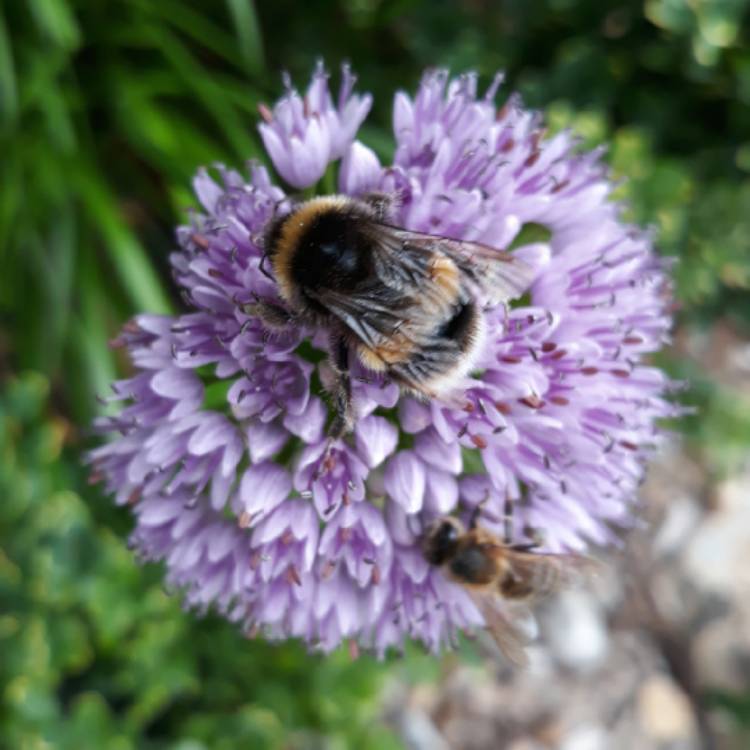 Plant image Allium 'Millennium'