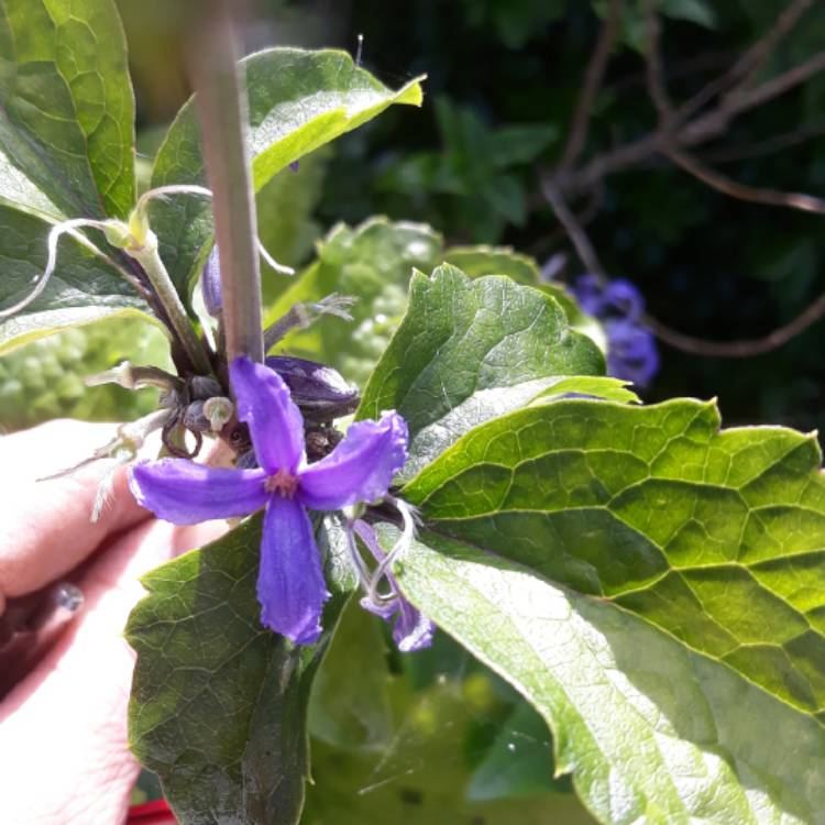 Plant image Clematis 'New Love'