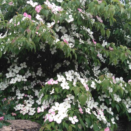 Plant image Cornus kousa 'Venus'