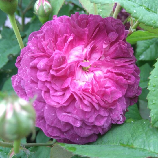 Plant image Rosa 'Cardinal de Richelieu' syn. Rosa 'Rose Van Sian'