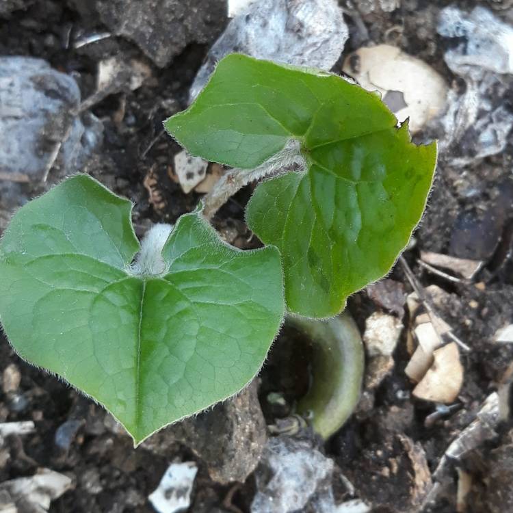 Plant image Asarum canadense