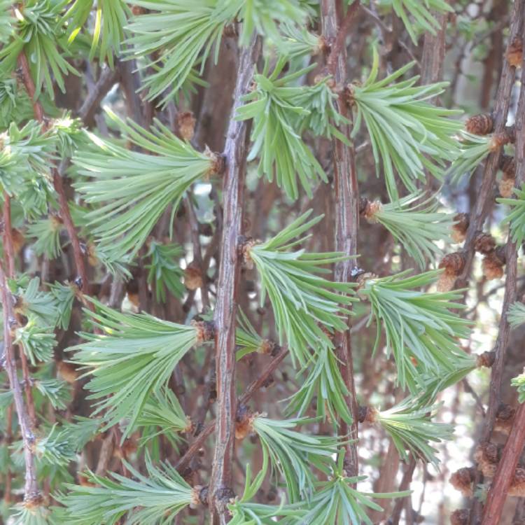 Plant image Larix kaempferi 'Stiff Weeping'