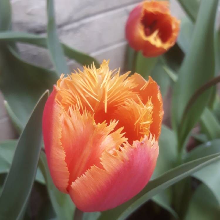 Plant image Tulipa 'Lambada'