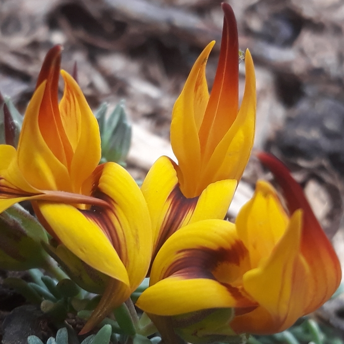 Plant image Lotus maculata 'Gold Flash'