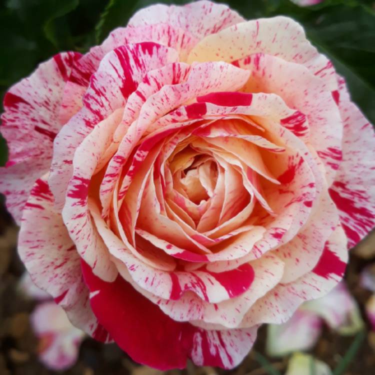 Plant image Rosa 'Korhocsel' syn. Rosa 'Abracadabra', Rosa 'Forkasu Porkasu'