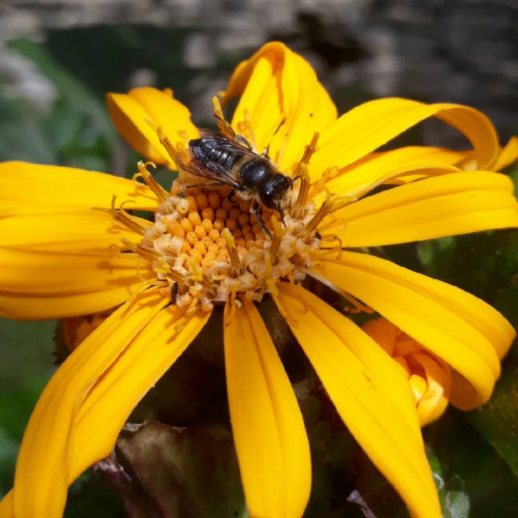 Plant image Ligularia dentata 'Desdemona'