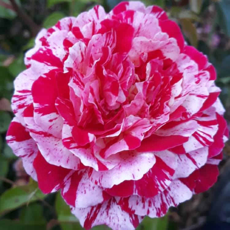 Plant image Rosa 'Korhocsel' syn. Rosa 'Abracadabra', Rosa 'Forkasu Porkasu'