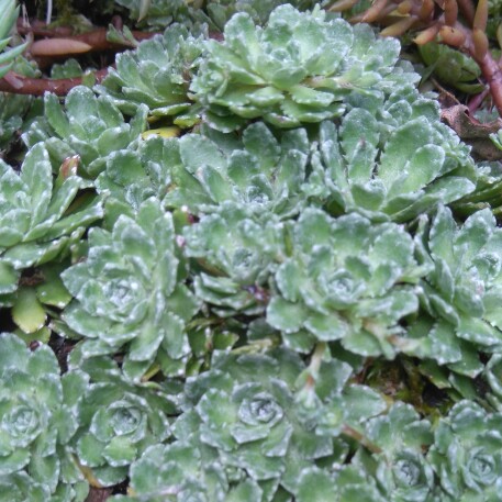 Plant image Saxifraga Paniculata