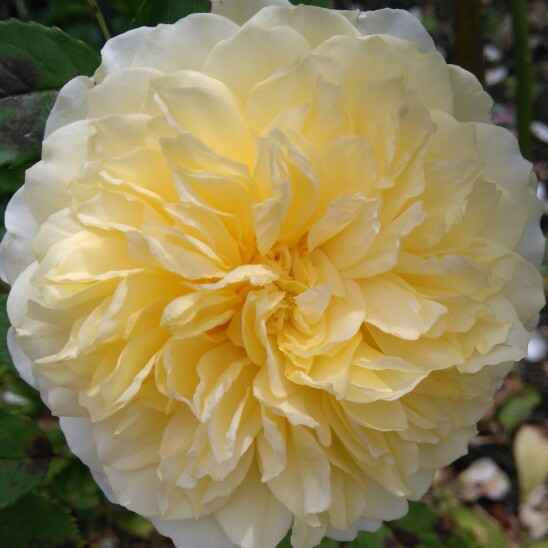 Plant image Rosa 'Auswalker' syn. Rosa 'The Pilgrim', Rosa 'Gartenarchitekt Gunther Schulze'